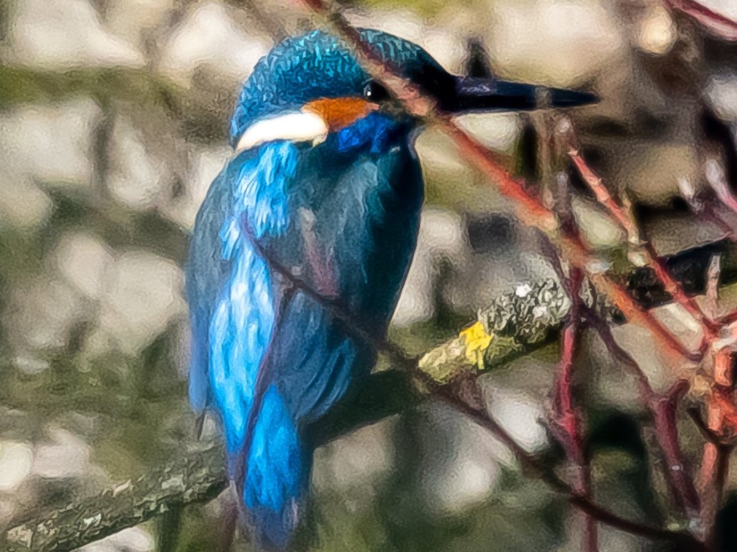 Eisvogel im Baum