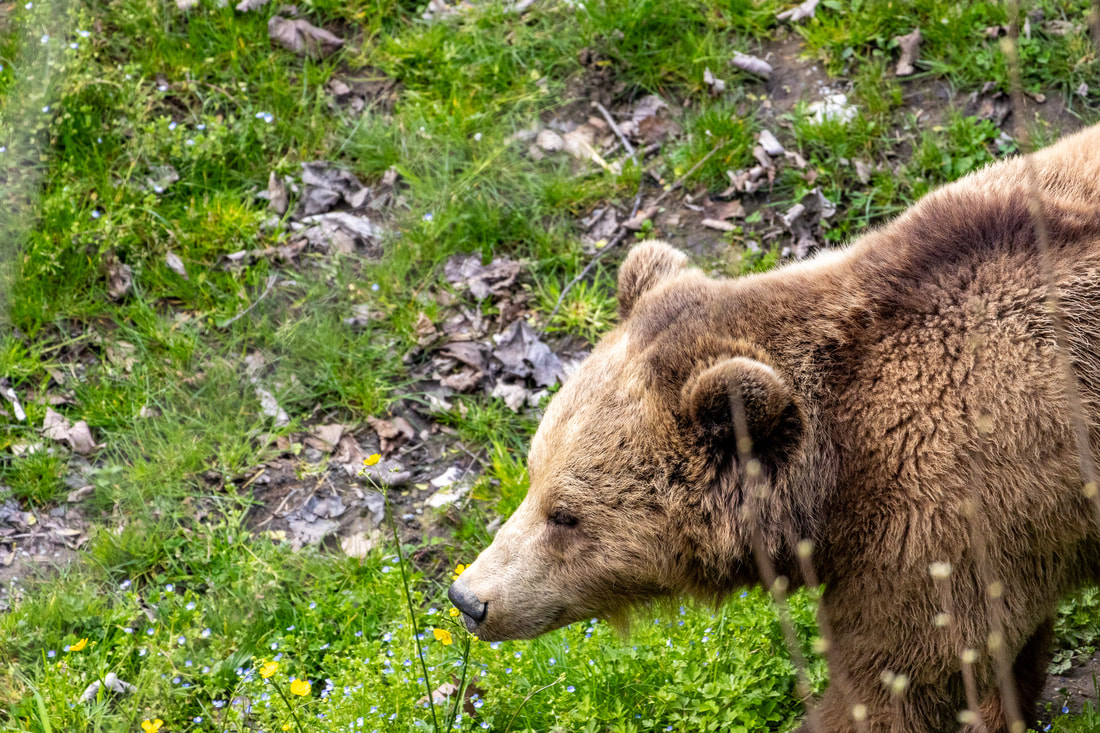 Beschreibung des neuen oberen kleinen Bildes