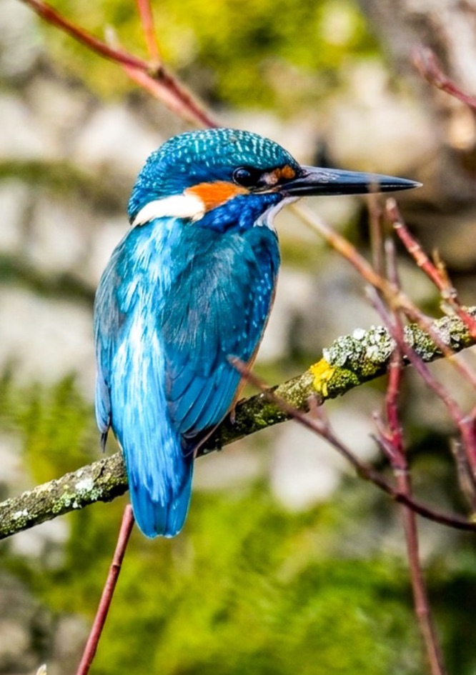 Eisvogel im Baum